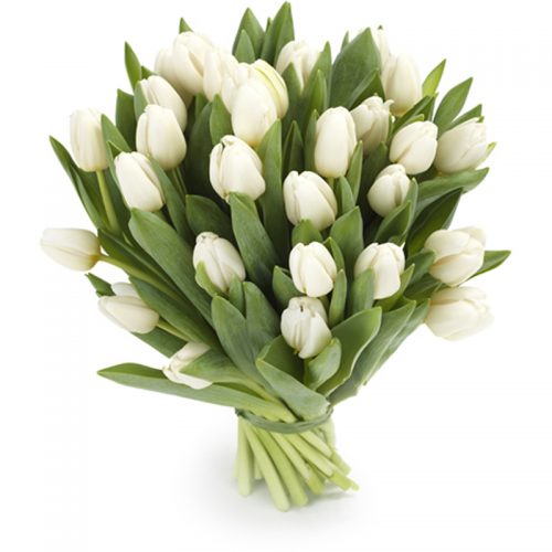 Фото товара 25 белых тюльпанов в Измаиле