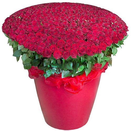 Фото товара 301 красная роза в большом вазоне в Измаиле