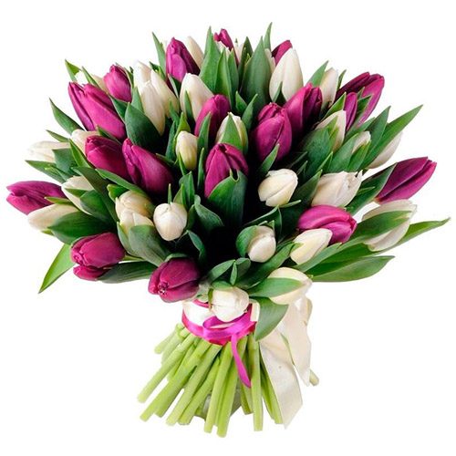 Фото товара 51 бело-пурпурный тюльпан (с лентой) в Измаиле